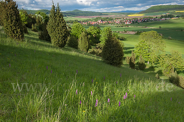 Manns-Knabenkraut (Orchis mascula)