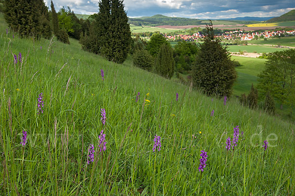 Manns-Knabenkraut (Orchis mascula)