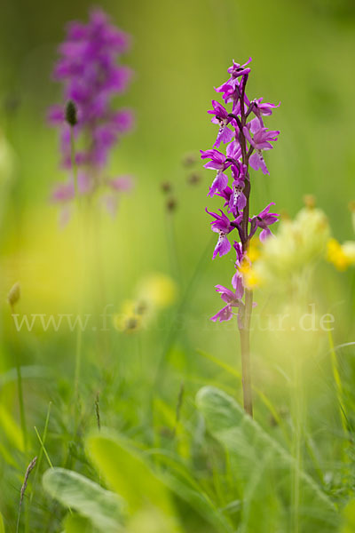 Manns-Knabenkraut (Orchis mascula)