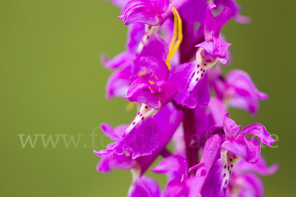 Manns-Knabenkraut (Orchis mascula)