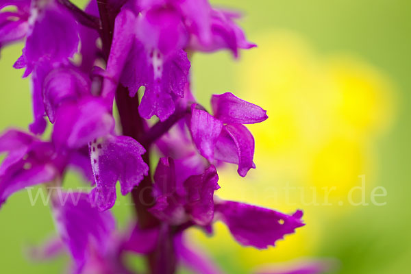 Manns-Knabenkraut (Orchis mascula)