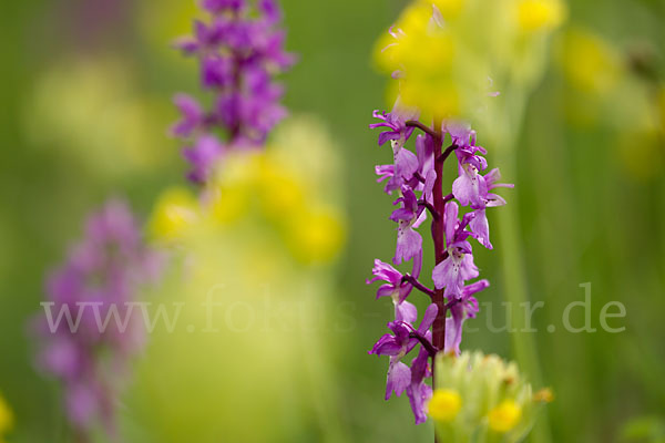 Manns-Knabenkraut (Orchis mascula)