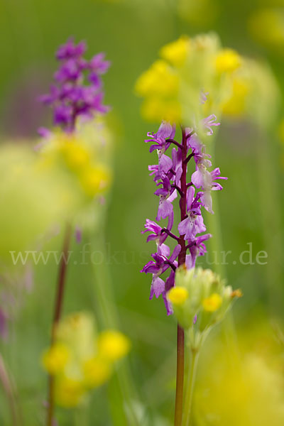 Manns-Knabenkraut (Orchis mascula)