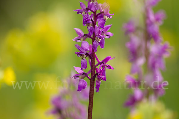 Manns-Knabenkraut (Orchis mascula)