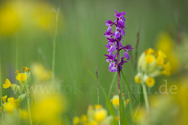 Manns-Knabenkraut (Orchis mascula)