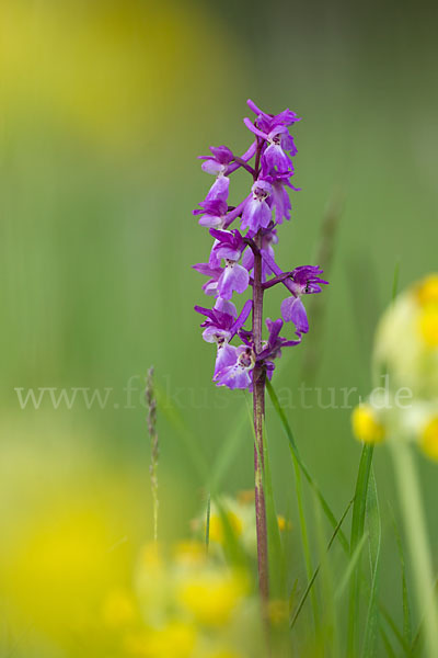 Manns-Knabenkraut (Orchis mascula)