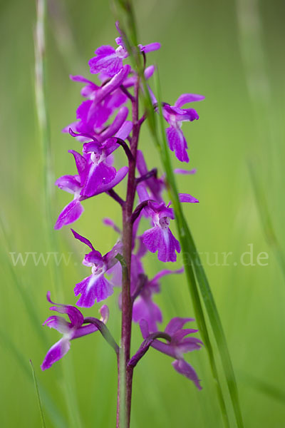 Manns-Knabenkraut (Orchis mascula)