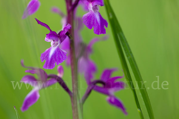 Manns-Knabenkraut (Orchis mascula)