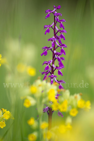 Manns-Knabenkraut (Orchis mascula)