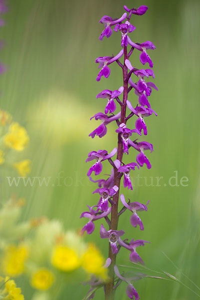 Manns-Knabenkraut (Orchis mascula)