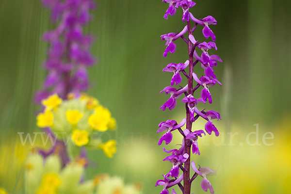 Manns-Knabenkraut (Orchis mascula)