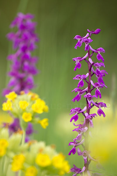 Manns-Knabenkraut (Orchis mascula)