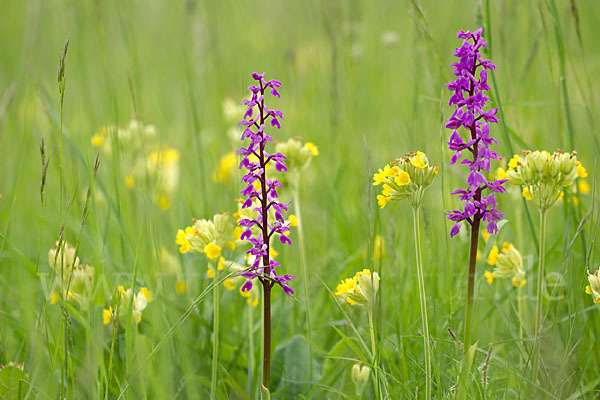 Manns-Knabenkraut (Orchis mascula)