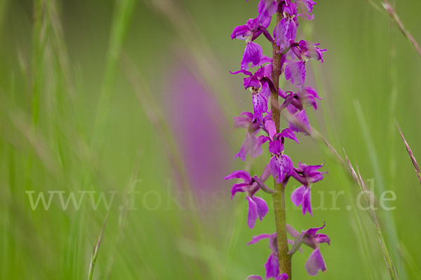 Manns-Knabenkraut (Orchis mascula)