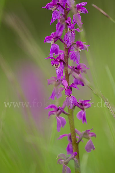 Manns-Knabenkraut (Orchis mascula)