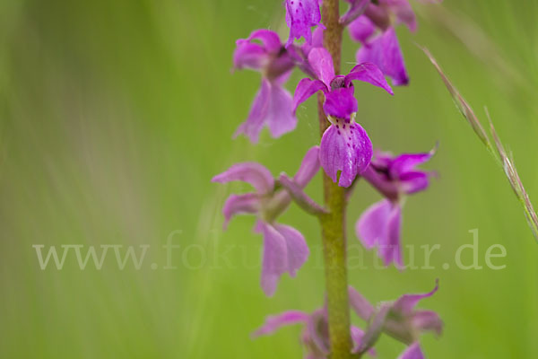 Manns-Knabenkraut (Orchis mascula)