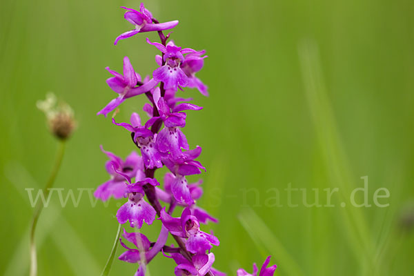 Manns-Knabenkraut (Orchis mascula)