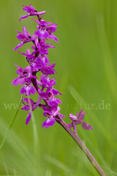 Manns-Knabenkraut (Orchis mascula)