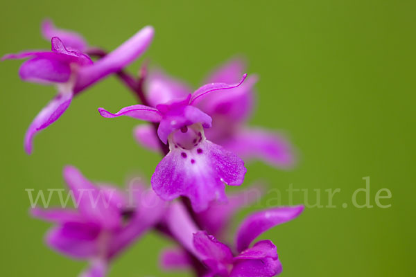 Manns-Knabenkraut (Orchis mascula)