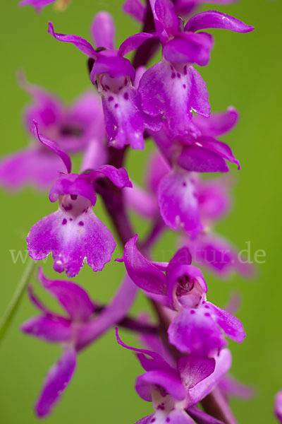 Manns-Knabenkraut (Orchis mascula)