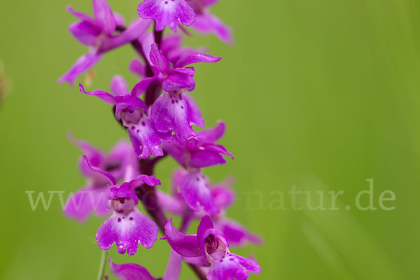 Manns-Knabenkraut (Orchis mascula)