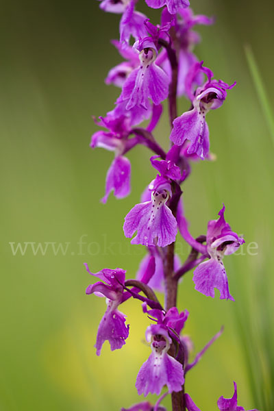 Manns-Knabenkraut (Orchis mascula)