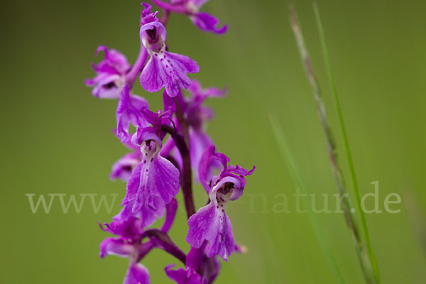 Manns-Knabenkraut (Orchis mascula)