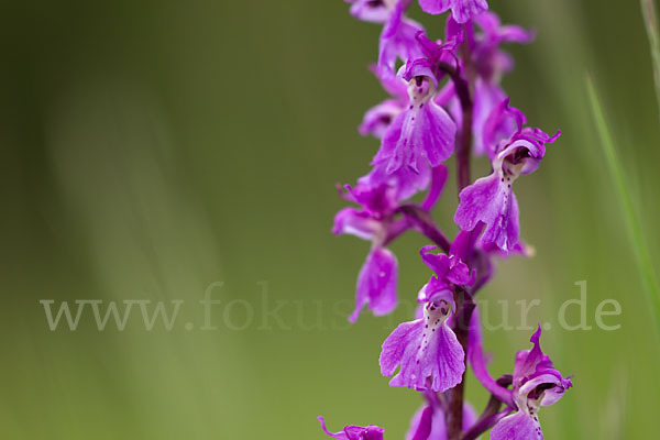 Manns-Knabenkraut (Orchis mascula)