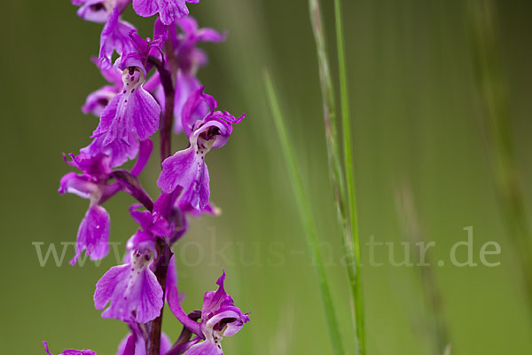 Manns-Knabenkraut (Orchis mascula)