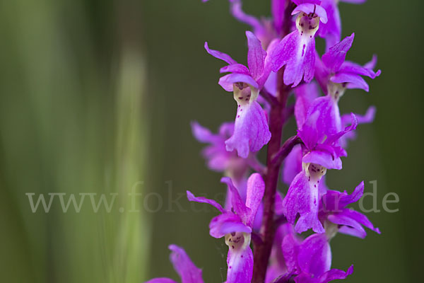 Manns-Knabenkraut (Orchis mascula)