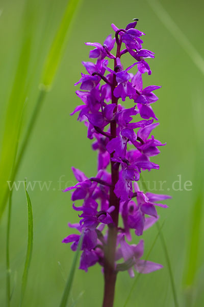 Manns-Knabenkraut (Orchis mascula)