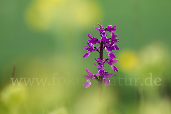 Manns-Knabenkraut (Orchis mascula)