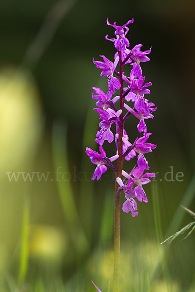 Manns-Knabenkraut (Orchis mascula)