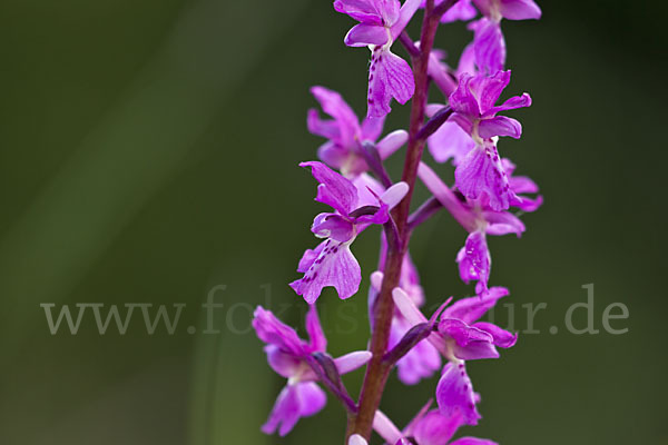 Manns-Knabenkraut (Orchis mascula)