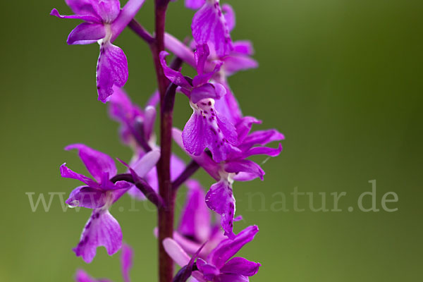 Manns-Knabenkraut (Orchis mascula)