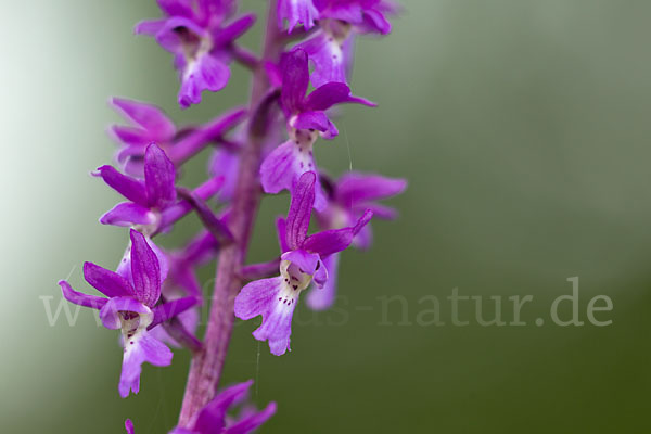 Manns-Knabenkraut (Orchis mascula)