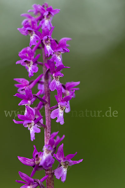 Manns-Knabenkraut (Orchis mascula)