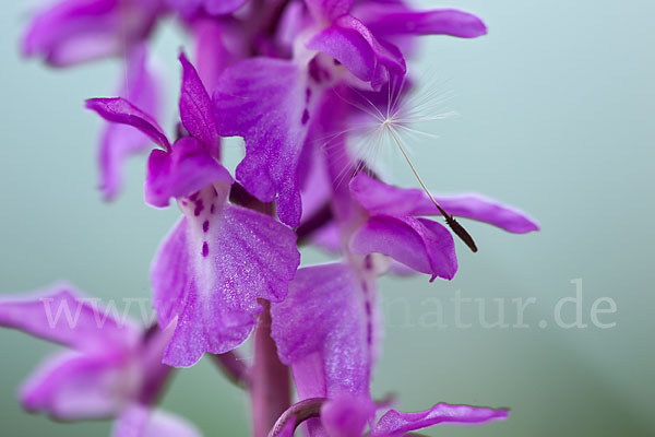 Manns-Knabenkraut (Orchis mascula)