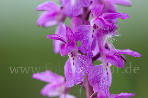 Manns-Knabenkraut (Orchis mascula)