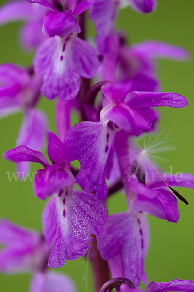 Manns-Knabenkraut (Orchis mascula)