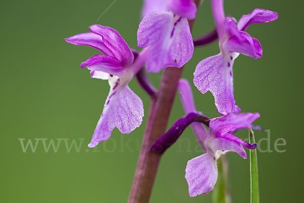 Manns-Knabenkraut (Orchis mascula)