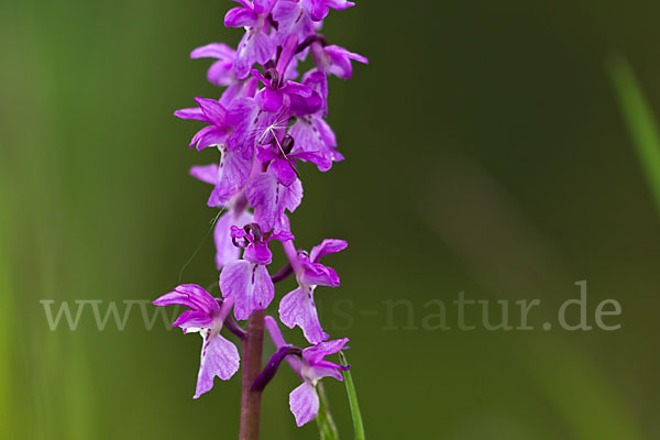 Manns-Knabenkraut (Orchis mascula)