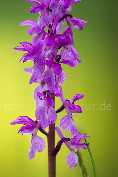 Manns-Knabenkraut (Orchis mascula)