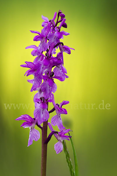 Manns-Knabenkraut (Orchis mascula)