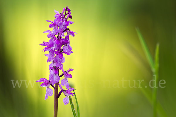 Manns-Knabenkraut (Orchis mascula)