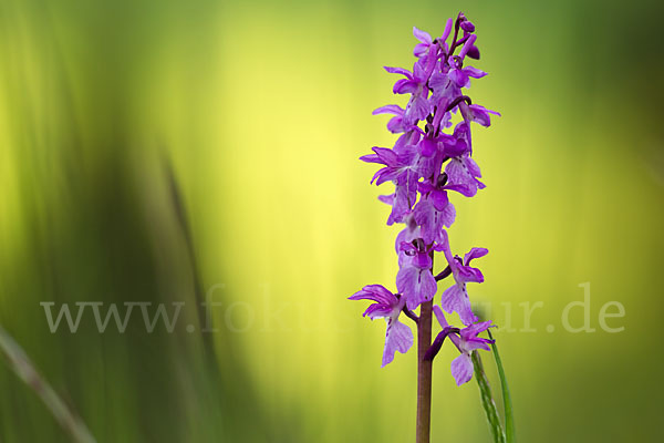 Manns-Knabenkraut (Orchis mascula)