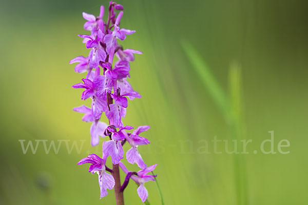 Manns-Knabenkraut (Orchis mascula)