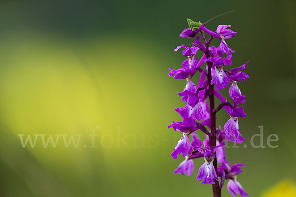 Manns-Knabenkraut (Orchis mascula)