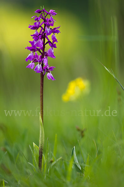 Manns-Knabenkraut (Orchis mascula)