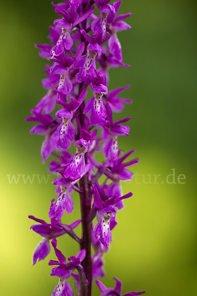 Manns-Knabenkraut (Orchis mascula)